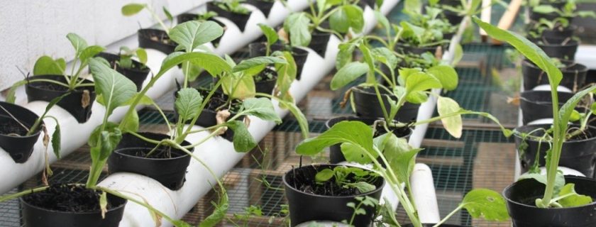 Mahasiswa Prodi Informatika Mendesain &  Mengimplementasikan Smart Farming System Pada Kebun Hidroponik